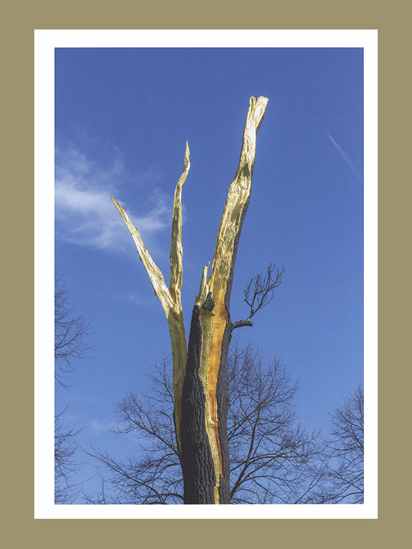 Giuseppe Penone: Thoughts in the Roots (Serpentine Gallery) - Afbeelding 7
