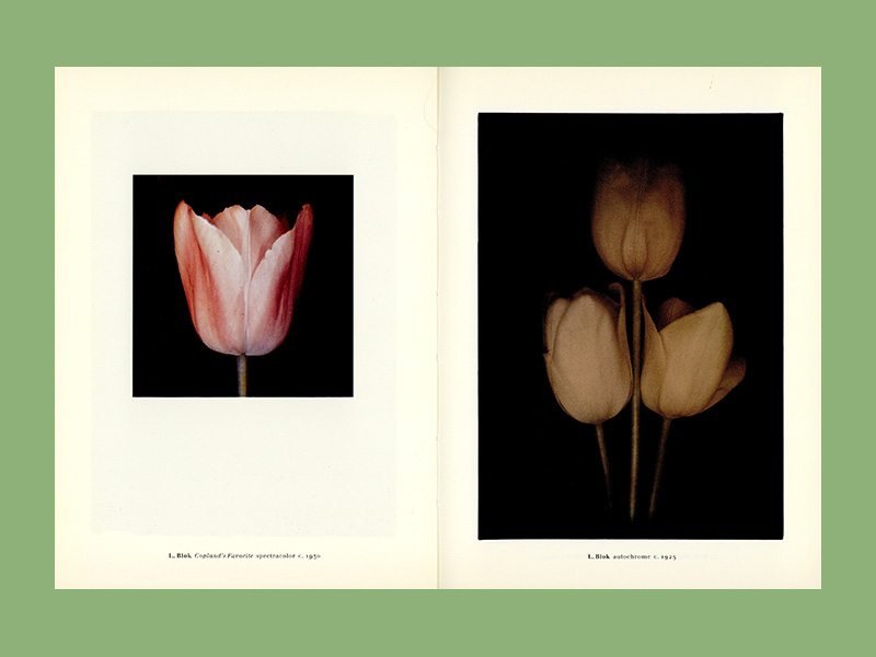 Leendert Blok & Jasper Wiedeman: Tulipa (1994) - Image 4