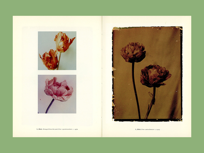 Leendert Blok & Jasper Wiedeman: Tulipa (1994) - Image 5