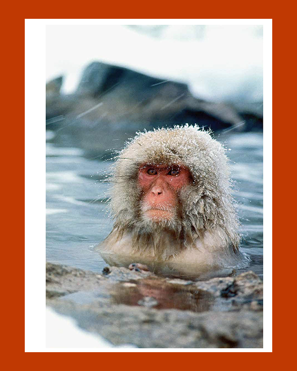 Co Rentmeester: Witnessing Life (Foam Fotografiemuseum Amsterdam) - Afbeelding 5