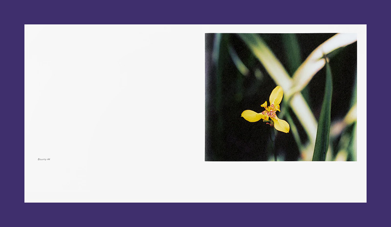 Steve McQueen: Bounty - Afbeelding 2