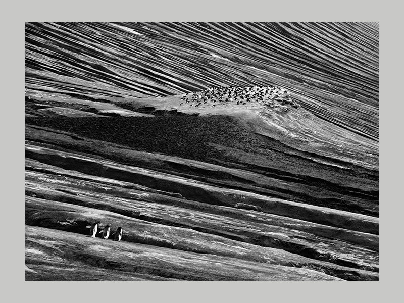 Sebastião Salgado: Glaciers - Afbeelding 7