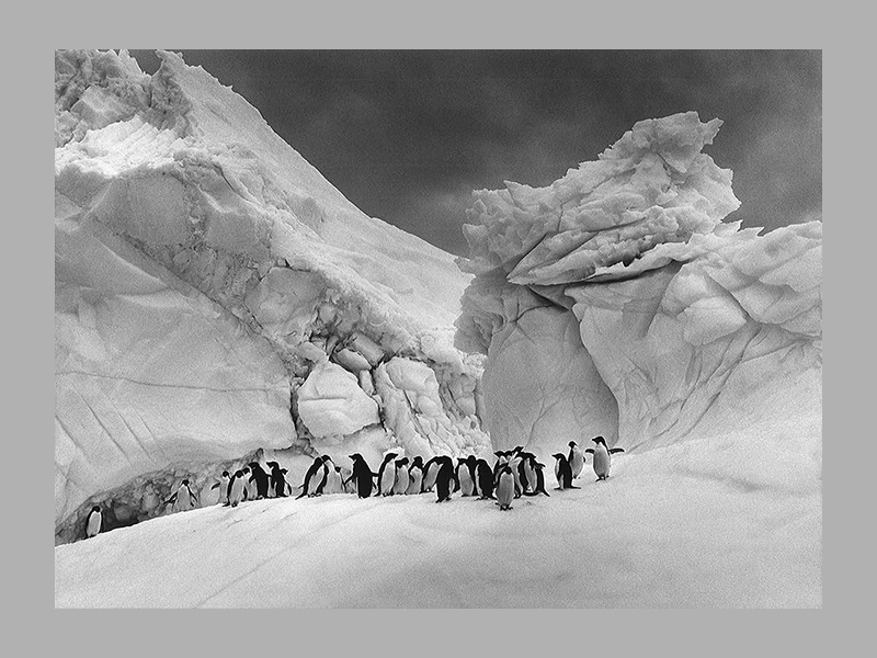 Sebastião Salgado: Glaciers - Afbeelding 9
