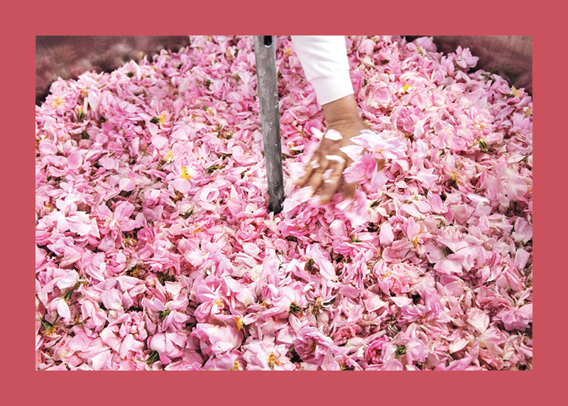 Fragonard: The Perfume of Provence - Image 6