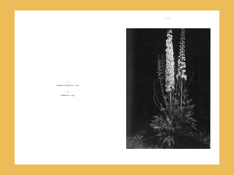 Edward Steichen: A Life in Nature - Afbeelding 2