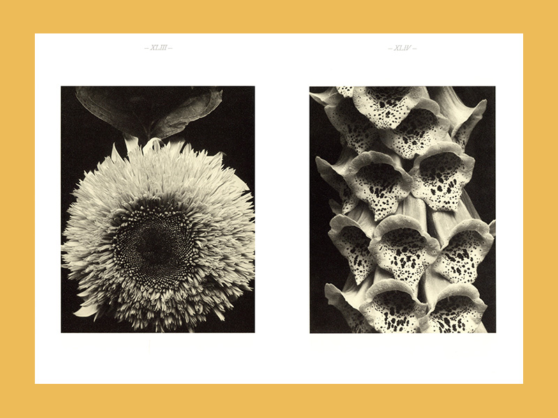 Edward Steichen: A Life in Nature - Afbeelding 4