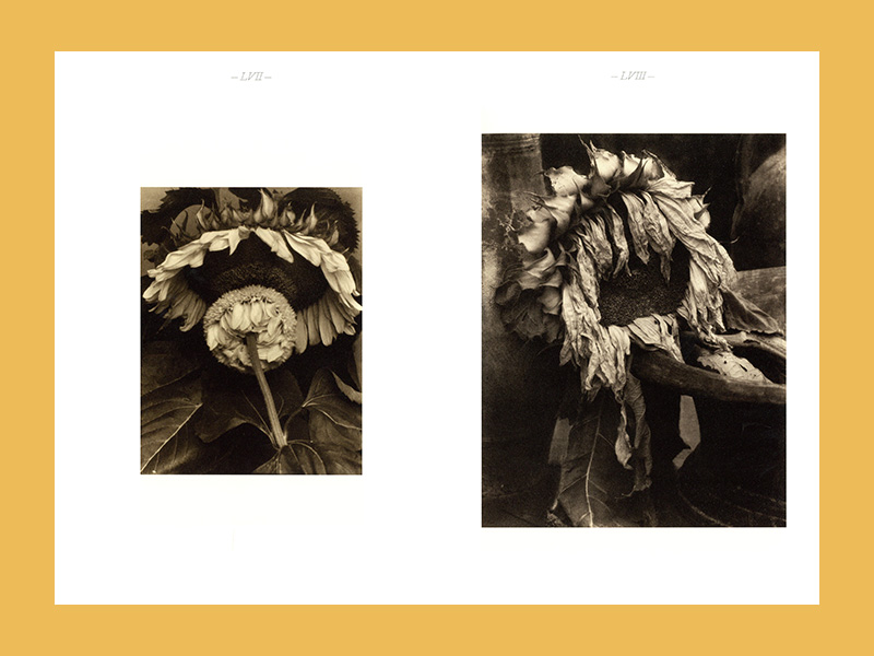 Edward Steichen: A Life in Nature - Afbeelding 5
