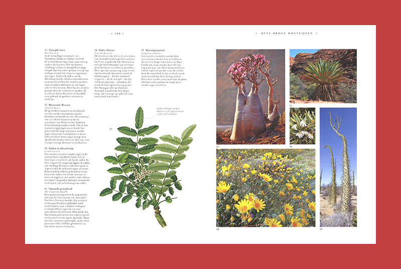 Atlas botanicus: De wereld van planten door de eeuwen heen - Afbeelding 5