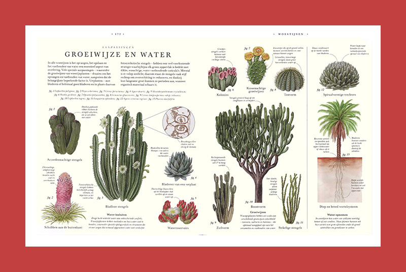 Atlas botanicus: De wereld van planten door de eeuwen heen - Afbeelding 4
