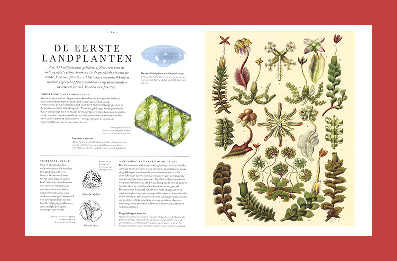 Atlas botanicus: De wereld van planten door de eeuwen heen - Afbeelding 2
